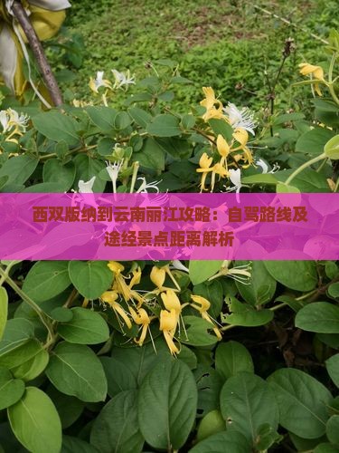 西双版纳到云南丽江攻略：自驾路线及途经景点距离解析