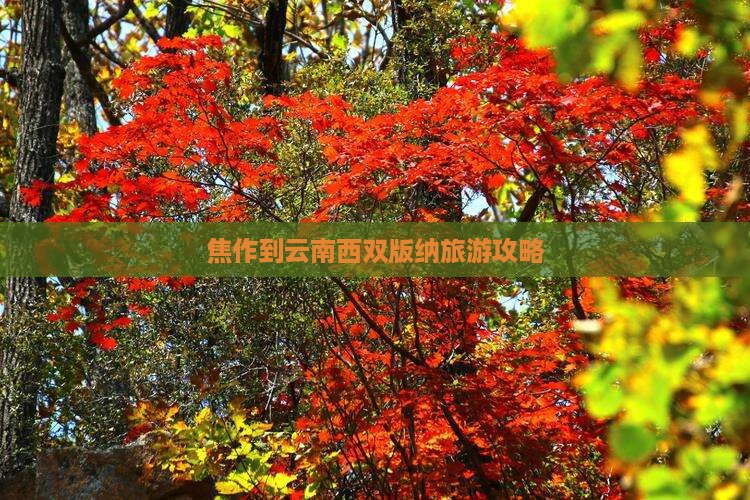 焦作去云南西双版纳旅游