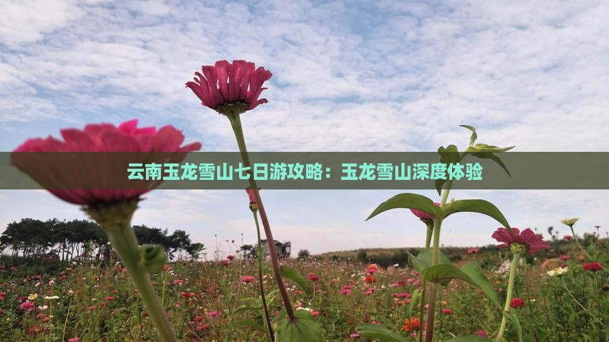 玉溪去云南玉龙雪山七日游