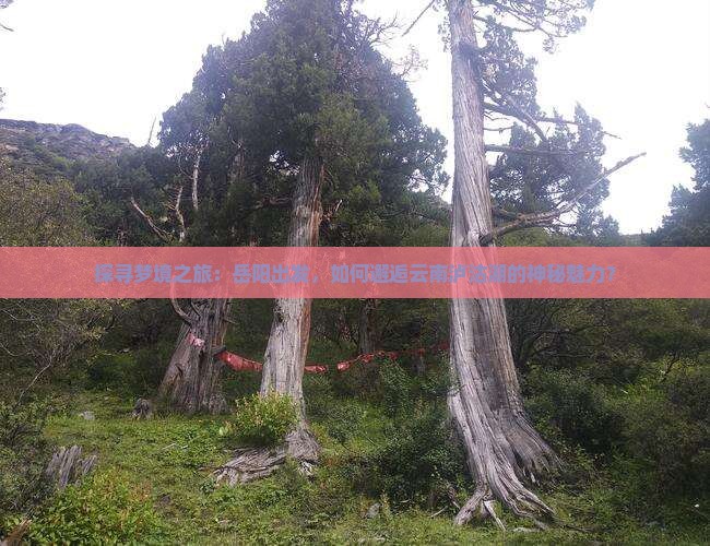 探寻梦境之旅：岳阳出发，如何邂逅云南泸沽湖的神秘魅力？