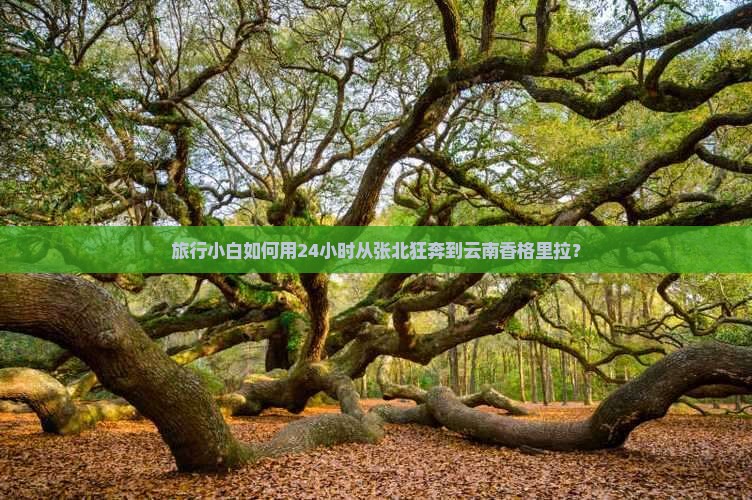 旅行小白如何用24小时从张北狂奔到云南香格里拉? 旅行小白如何用24小时从张北狂奔到云南香格里拉?