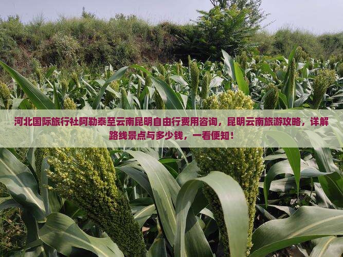 河北国际旅行社阿勒泰至云南昆明自由行费用咨询，昆明云南旅游攻略，详解路线景点与多少钱，一看便知！