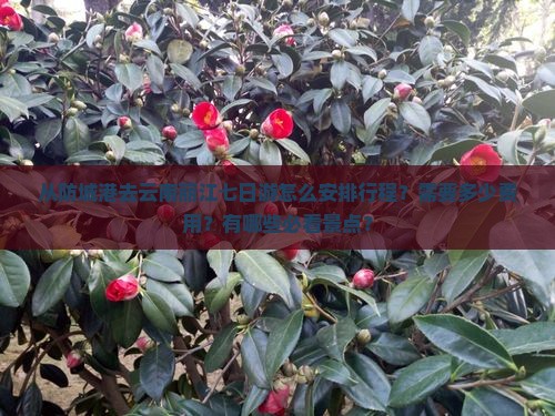 从防城港去云南丽江七日游怎么安排行程？需要多少费用？有哪些必看景点？