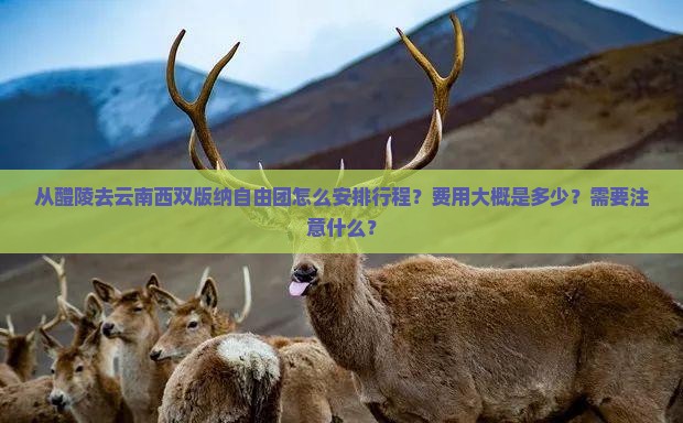 从醴陵去云南西双版纳自由团怎么安排行程？费用大概是多少？需要注意什么？