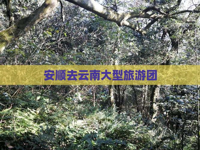 安顺去云南大型旅游团