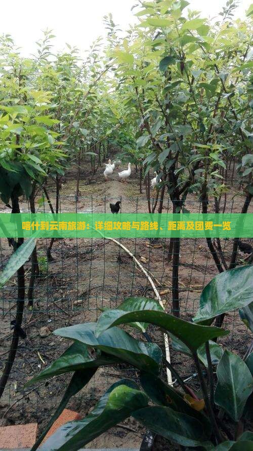 喀什到云南旅游：详细攻略与路线、距离及团费一览