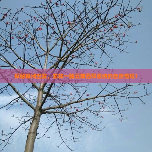 探秘株洲出发，怎样一睹云南西双版纳的自然奇观？