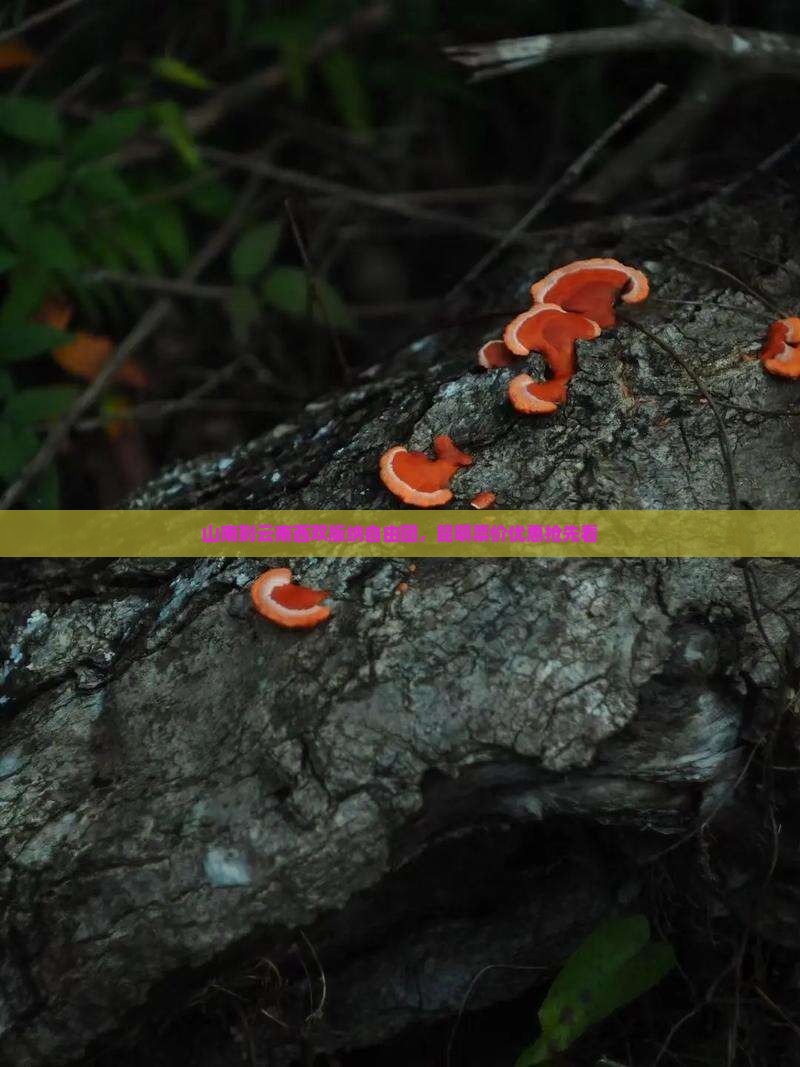 山南到云南西双版纳自由团，昆明票价优惠抢先看
