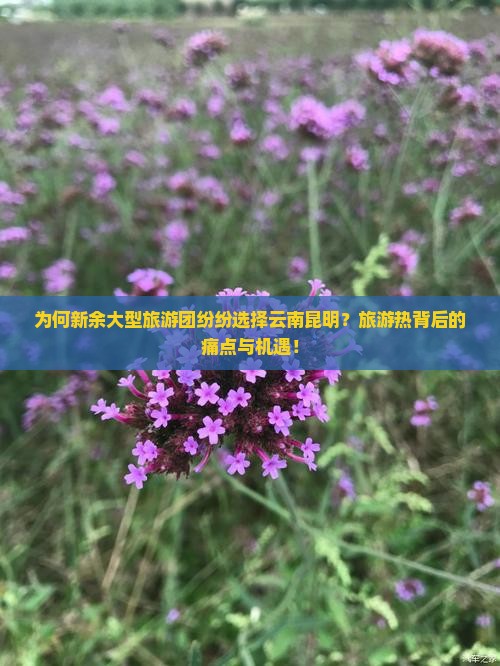 为何新余大型旅游团纷纷选择云南昆明？旅游热背后的痛点与机遇！