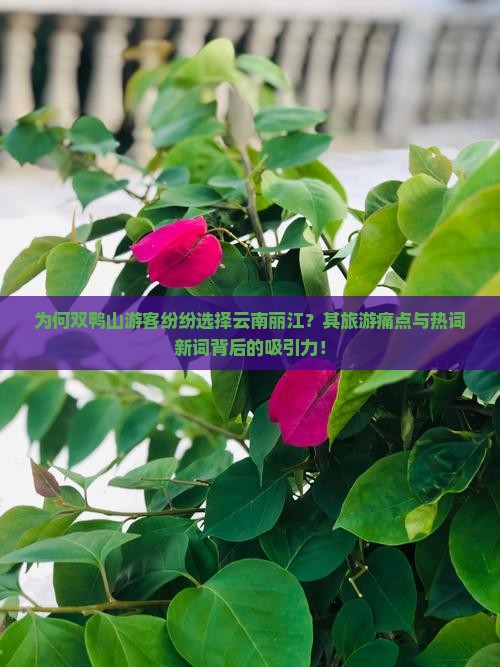 为何双鸭山游客纷纷选择云南丽江？其旅游痛点与热词新词背后的吸引力！