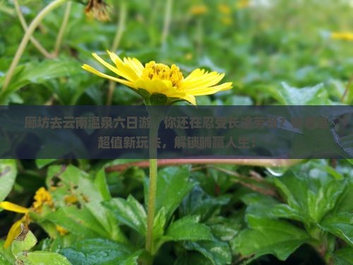 廊坊去云南温泉六日游