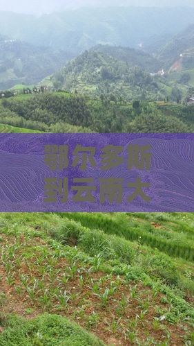 鄂尔多斯到云南大理四日游