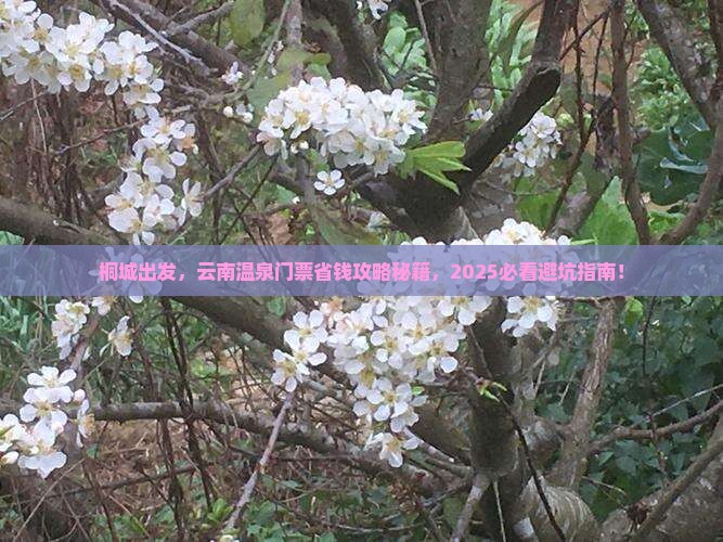 桐城到云南温泉门票
