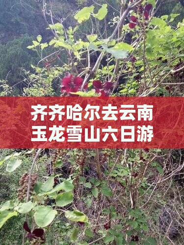 齐齐哈尔去云南玉龙雪山六日游路线