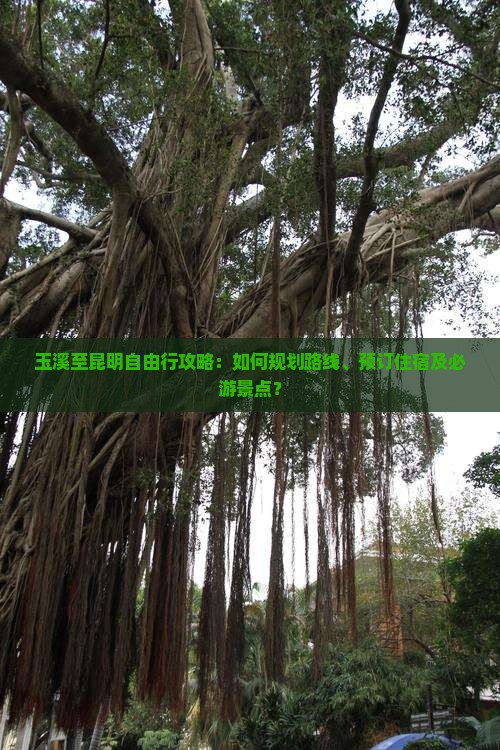 玉溪至昆明自由行攻略：如何规划路线、预订住宿及必游景点？