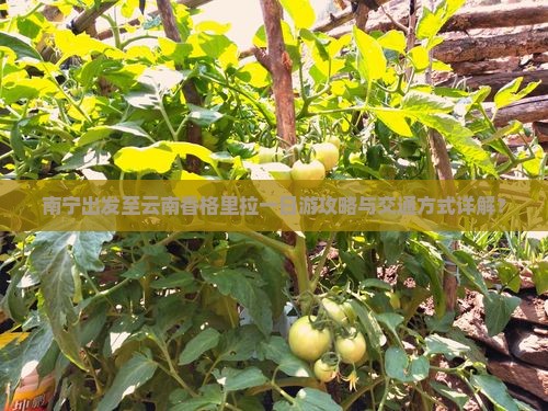 南宁出发至云南香格里拉一日游攻略与交通方式详解？