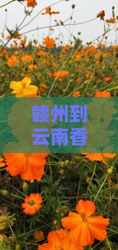 赣州到云南香格里拉个人游