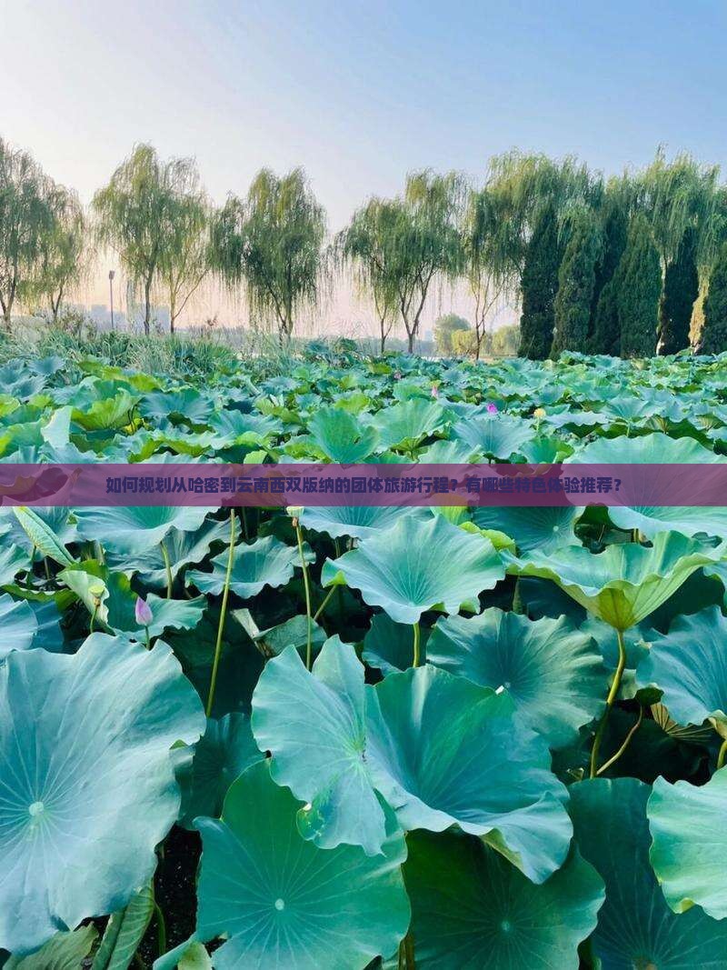 哈密到云南西双版纳团体旅游