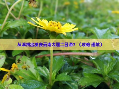 滨州到云南大理二日游