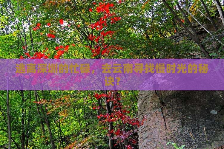 深圳去云南旅游