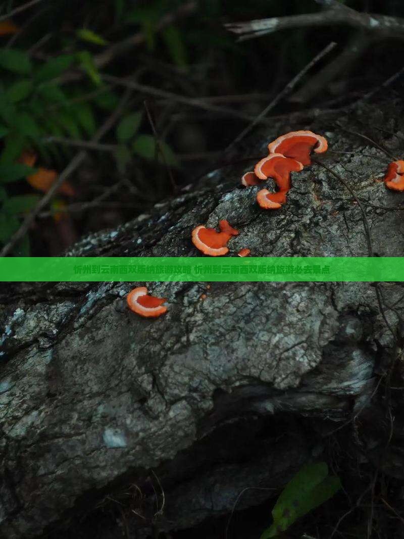 忻州到云南西双版纳旅游