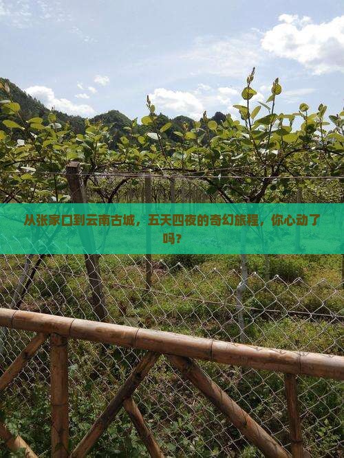 张家口到云南古城五日游