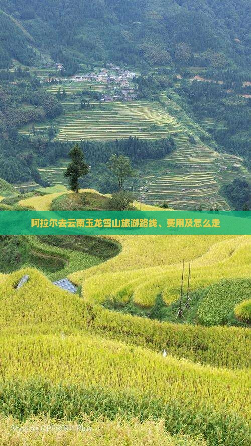 阿拉尔去云南玉龙雪山旅游