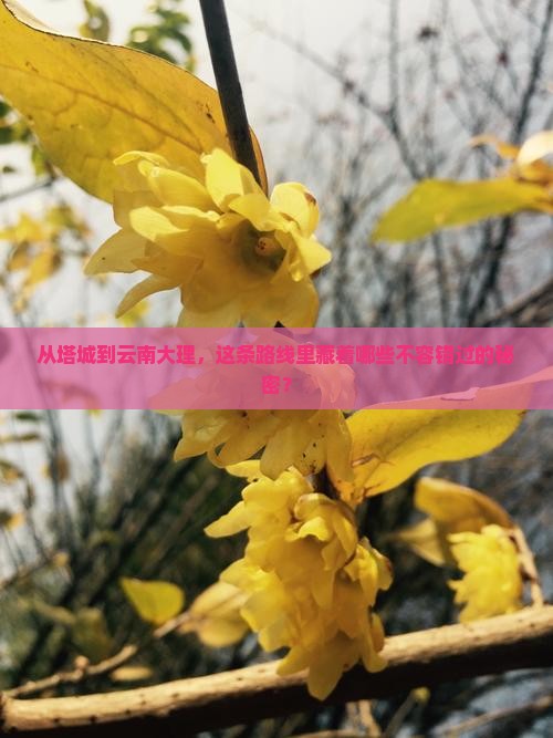 塔城去云南大理必去地