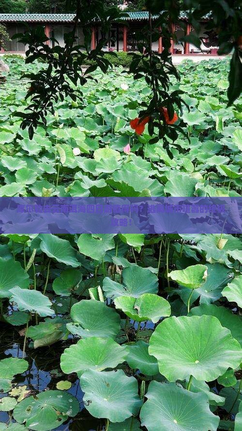 库尔勒去云南洱海四日游