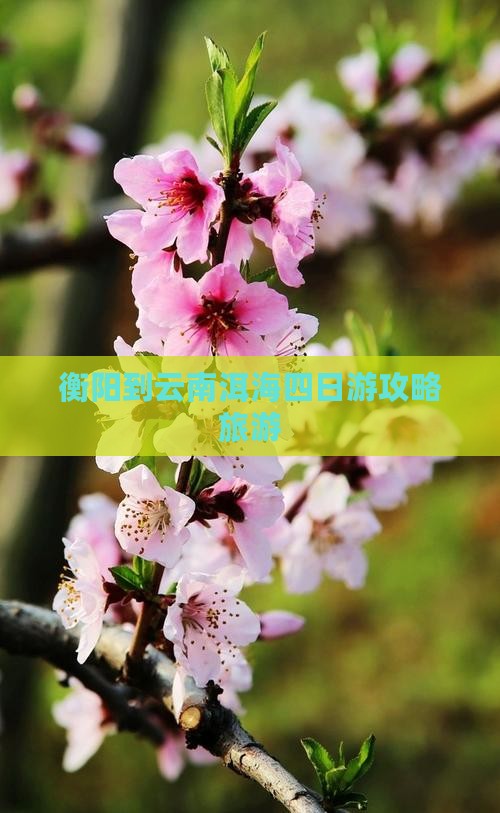 衡阳到云南洱海四日游