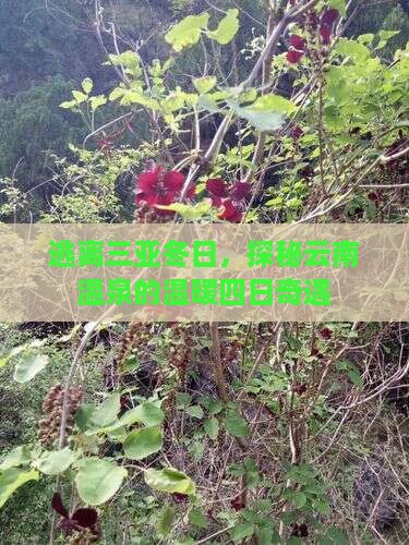 三亚去云南温泉四日游
