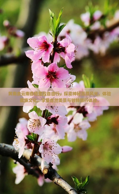 黄南去云南香格里拉自由行