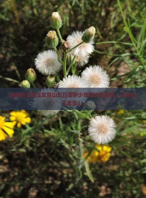 迪庆到云南玉龙雪山五日游