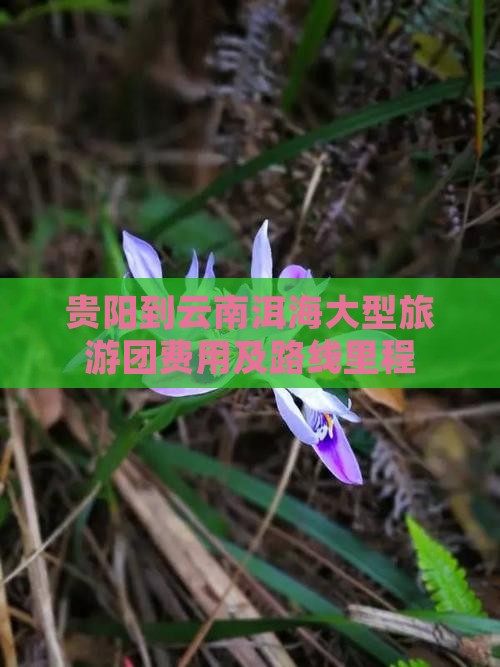 贵阳到云南洱海大型旅游团费用及路线里程