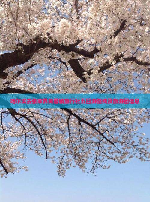 哈尔滨去张家界芙蓉镇旅行社五日游路线及旅游团信息