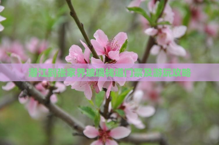 潜江到张家界玻璃栈道门票及游玩攻略