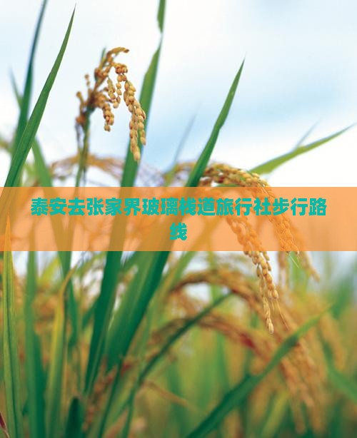 泰安去张家界玻璃栈道旅行社步行路线
