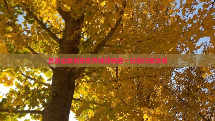 昌吉出发到张家界玻璃栈道一日游行程攻略