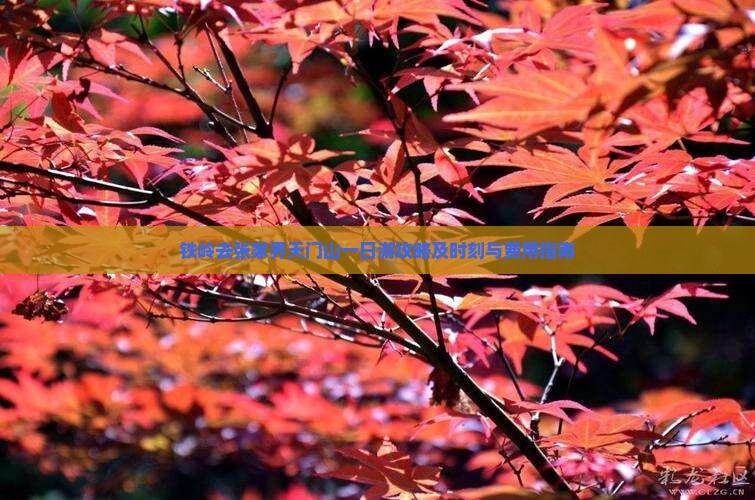 铁岭去张家界天门山一日游攻略及时刻与费用指南