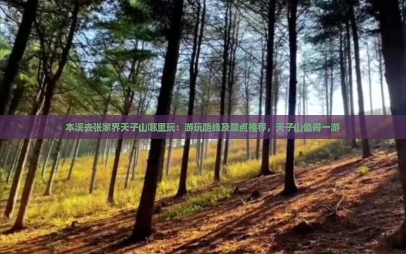 本溪去张家界天子山哪里玩：游玩路线及景点推荐，天子山值得一游