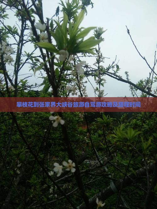 攀枝花到张家界大峡谷旅游自驾游攻略及路程时间