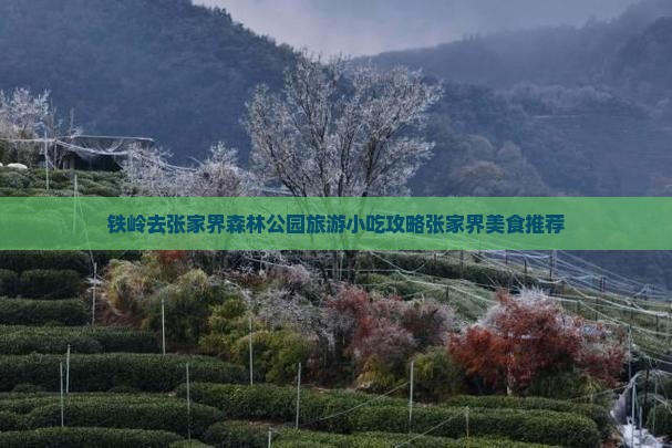 铁岭去张家界森林公园旅游小吃