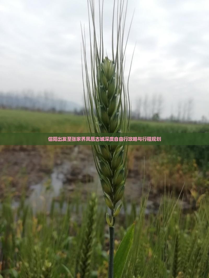 信阳出发至张家界凤凰古城深度自由行攻略与行程规划