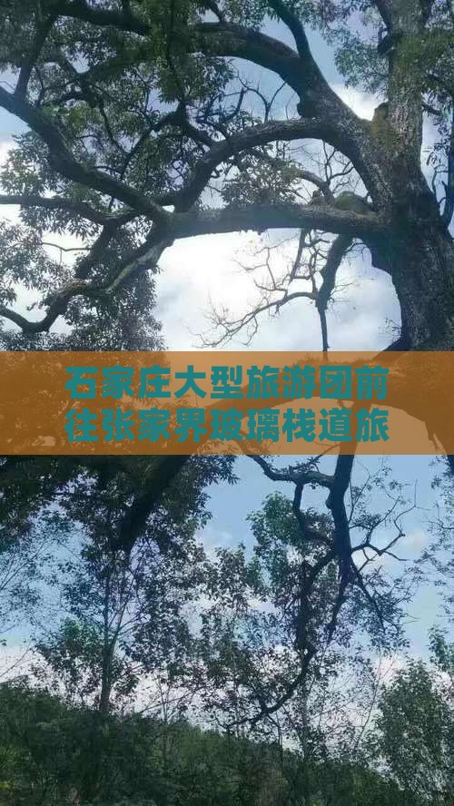 石家庄大型旅游团前往张家界玻璃栈道旅游