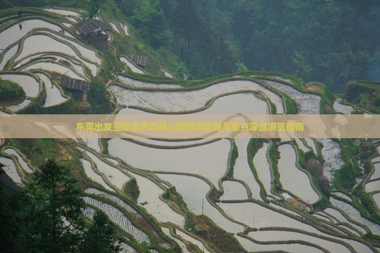 东莞出发至张家界森林公园旅游攻略与景点深度游览指南