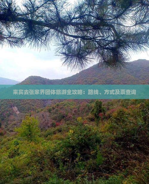 来宾去张家界团体旅游全攻略：路线、方式及票查询