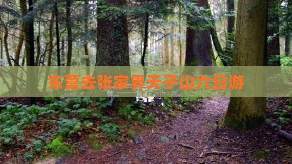 东营去张家界天子山六日游