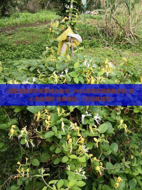 濮阳去张家界芙蓉镇必去地
