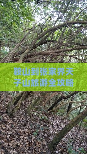 鞍山到张家界天子山旅游全攻略