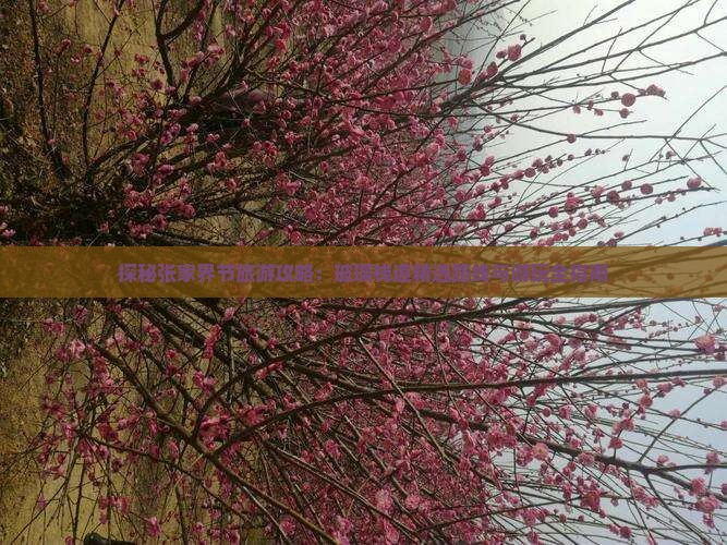 探秘张家界节旅游攻略：玻璃栈道精选路线与游玩全指南